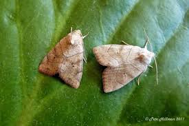 Attēlu rezultāti vaicājumam “Cosmia trapezina”