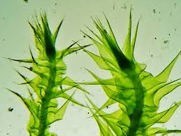 Attēlu rezultāti vaicājumam “Campylium stellatum”