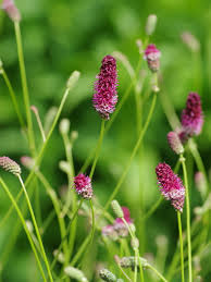 Attēlu rezultāti vaicājumam “Sanguisorba officinalis flower”