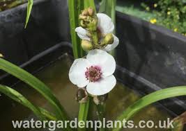 Attēlu rezultāti vaicājumam “Sagittaria sagittifolia”