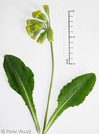 Image result for Primula veris
