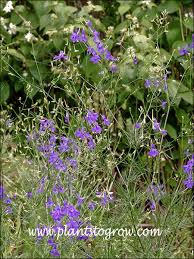 Attēlu rezultāti vaicājumam “Consolida regalis flower”