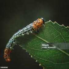 Attēlu rezultāti vaicājumam “Nematus salicis larva”