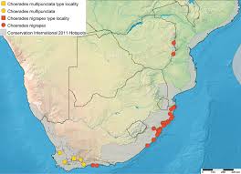 Attēlu rezultāti vaicājumam “Choerades sp.”