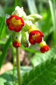 Image result for Primula veris