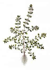 Attēlu rezultāti vaicājumam “Acinos arvensis”