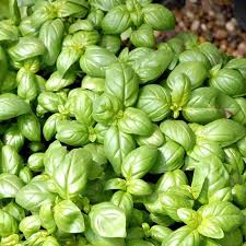 Image result for Basilikum