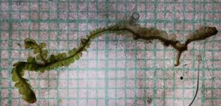 Attēlu rezultāti vaicājumam “Odontoschisma sphagni”