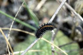 Attēlu rezultāti vaicājumam “Spiris striata”