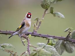 Attēlu rezultāti vaicājumam “Carduelis carduelis adult”