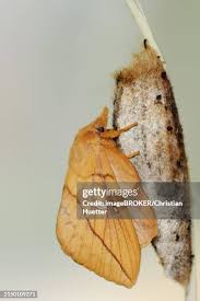 Attēlu rezultāti vaicājumam “Euthrix potatoria cocoon”
