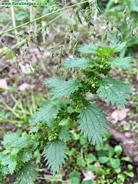 Attēlu rezultāti vaicājumam “Urtica urens”