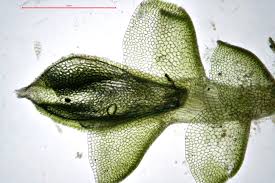 Attēlu rezultāti vaicājumam “Jungermannia hyalina cells”