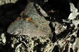 Attēlu rezultāti vaicājumam “Boudinotiana notha”