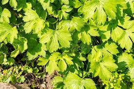 Attēlu rezultāti vaicājumam “Ranunculus lanuginosus leaf”