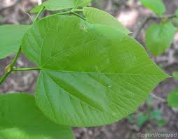 Attēlu rezultāti vaicājumam “Tilia americana”