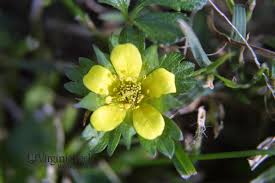 Attēlu rezultāti vaicājumam “Potentilla norvegica flower”