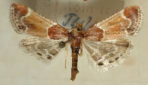 Attēlu rezultāti vaicājumam “Pyralis farinalis”