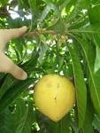Sapotaceae, <b>Pouteria</b>