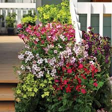 Image result for Nicotiana x sanderae `Perfume`F1