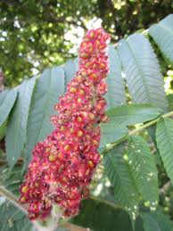 Attēlu rezultāti vaicājumam “Rhus typhina flower”
