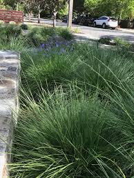 Attēlu rezultāti vaicājumam “Festuca altissima leaf”