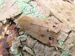 Attēlu rezultāti vaicājumam “Orthosia munda”