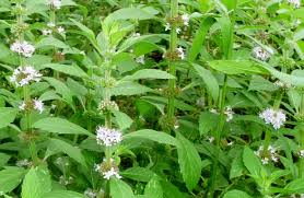 Attēlu rezultāti vaicājumam “Mentha arvensis”