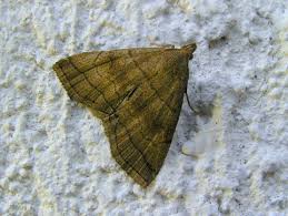 Attēlu rezultāti vaicājumam “Herminia tarsicrinalis”