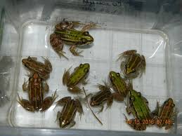 Attēlu rezultāti vaicājumam “Pelophylax juvenile”