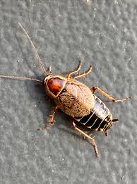 Attēlu rezultāti vaicājumam “Ectobius sylvestris male”