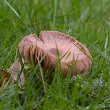 Attēlu rezultāti vaicājumam “Entoloma vernum”