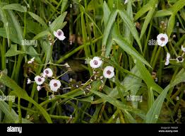 Attēlu rezultāti vaicājumam “Sagittaria sagittifolia flower”