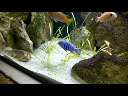 Risultati immagini per cynotilapia pulpican