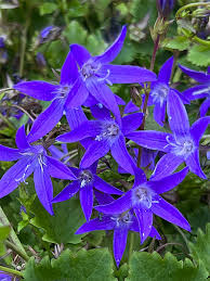 Image result for Campanula strigosa