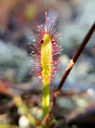Image result for Drosera