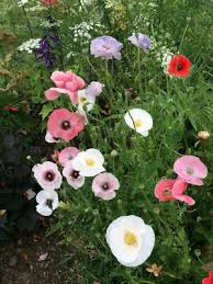 Attēlu rezultāti vaicājumam “Papaver rhoeas”