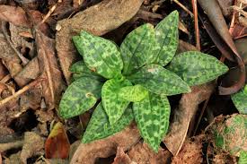 Attēlu rezultāti vaicājumam “Goodyera repens bud”