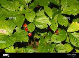 Attēlu rezultāti vaicājumam “Rubus saxatilis”
