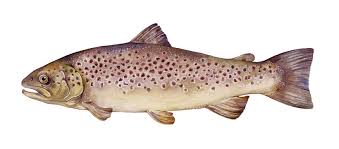 Image result for Salmo trutta