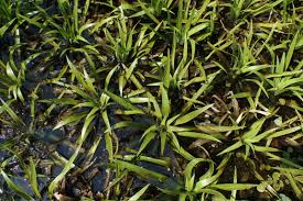 Attēlu rezultāti vaicājumam “Stratiotes aloides”