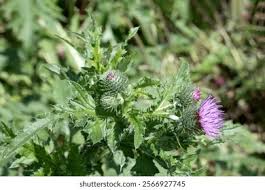Attēlu rezultāti vaicājumam “Carduus crispus leaf”