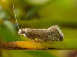 Attēlu rezultāti vaicājumam “Glyphipterigidae”