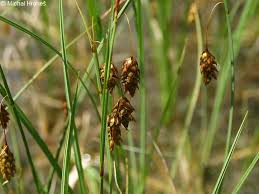 Attēlu rezultāti vaicājumam “Carex limosa”