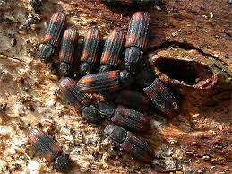 Attēlu rezultāti vaicājumam “Bitoma crenata imago”