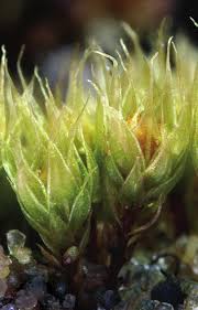 Attēlu rezultāti vaicājumam “Bryum pallescens”
