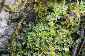 Attēlu rezultāti vaicājumam “Mnium stellare”