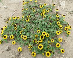 Image result for Sanvitalia procumbens