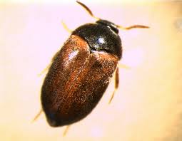 Attēlu rezultāti vaicājumam “Attagenus smirnovi”