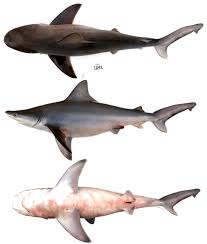 Image result for Carcharhinus isodon